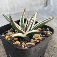 アガベ チタノタ ブラックアンドブルー 錦 白覆輪錦 Agave titanota Bla