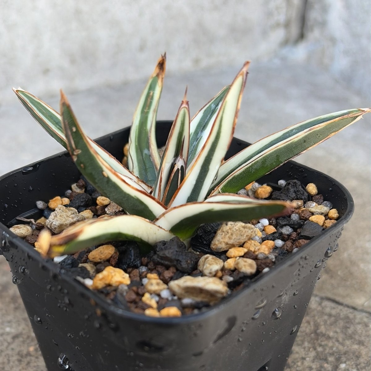 アガベ 笹の雪 氷山 白覆輪種 Agave victoriae-reginae 'Hyouza