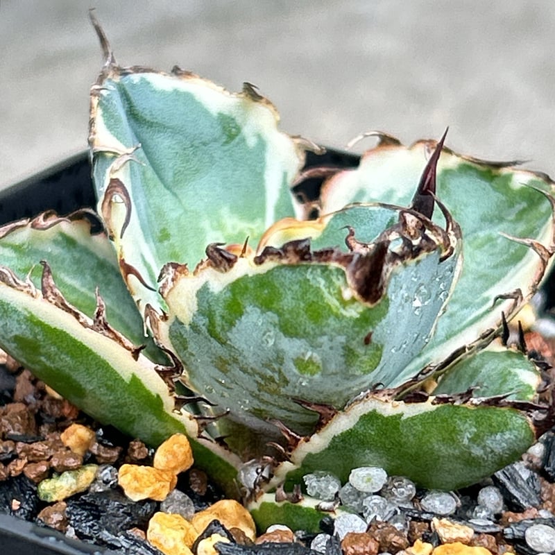 アガベ チタノタ ブラックアンドブルー 錦 白覆輪錦 Agave titanota Bla