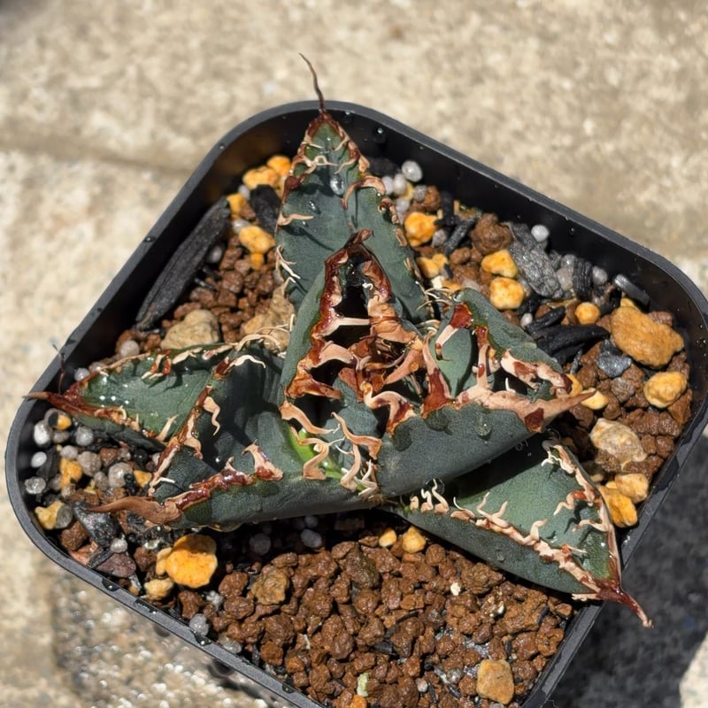 アガベチタノタ悪魔くん BAKEMONO Agave titanota “Little Dev