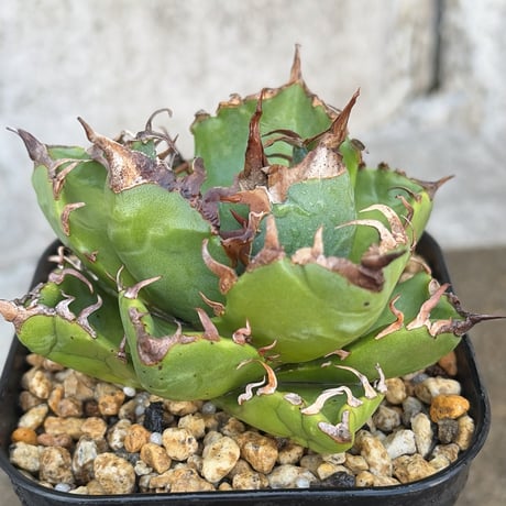 アガベ魔丸 | STORES