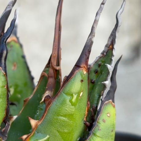 アガベ ホリダ ブツブツ表棘 Agave horrida 鉢付き発送