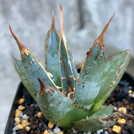 アガベパープソラム | STORES