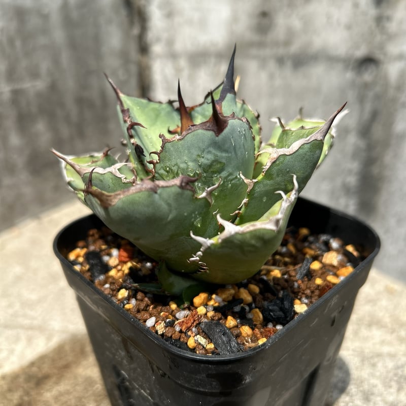 アガベ チタノタ 龍牙 agave titanota dragon fang 鉢付き発送 |