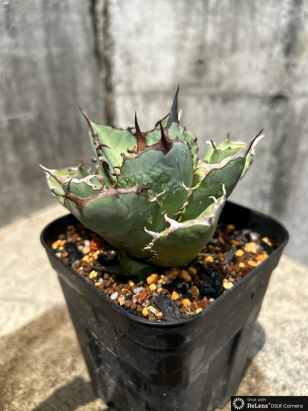 アガベ チタノタ 龍牙 agave titanota dragon fang 鉢付き発送 |