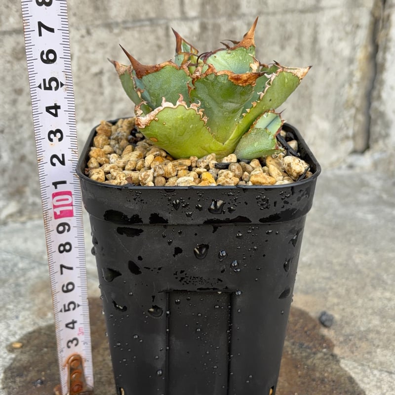 アガベチタノタ地勇星 子株付き Agave titanota “Chiyuusei” 鉢付き