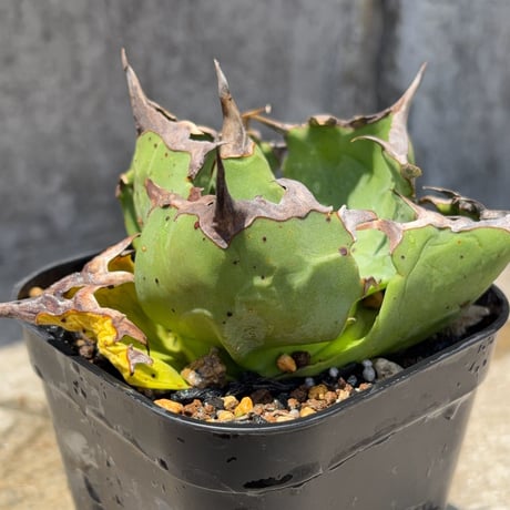 アガベチタノタ蟹 Agave titanota crab  鉢付き発送
