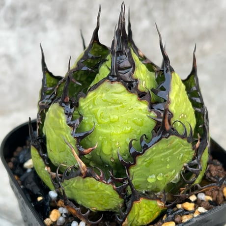 agavehorrida | STORES