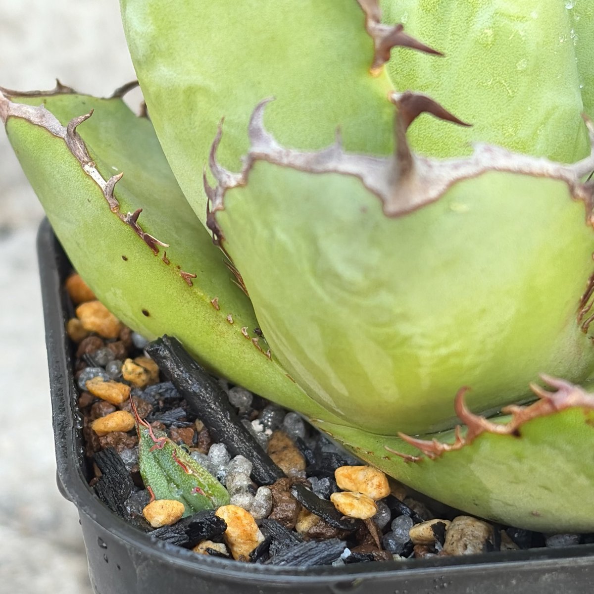アガベチタノタオアハカ 子株2株付き agave titanota oaxaca鉢付き発送