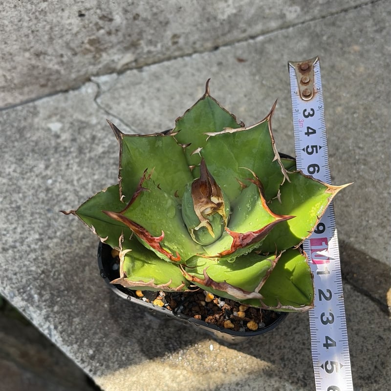 アガベチタノタ白犀牛 Agave titanota White Rhino 鉢付き発送 |