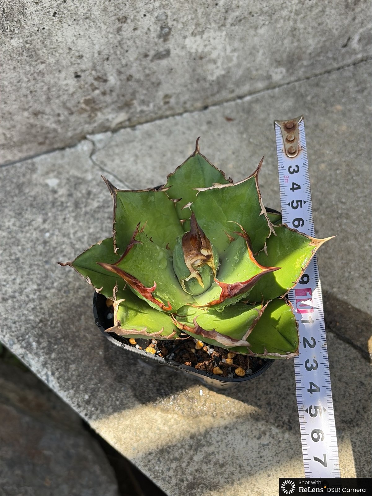 アガベチタノタ白犀牛 Agave titanota White Rhino 鉢付き発送 | アガベチタノタ白犀牛 Agave titanota White Rhino 鉢付き発送 |