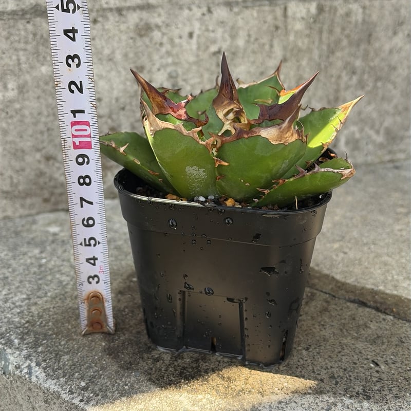 アガベチタノタ白牛犀　現品鉢ごと発送 アガベチタノタ白犀牛 Agave titanota White Rhino 鉢付き発送 |