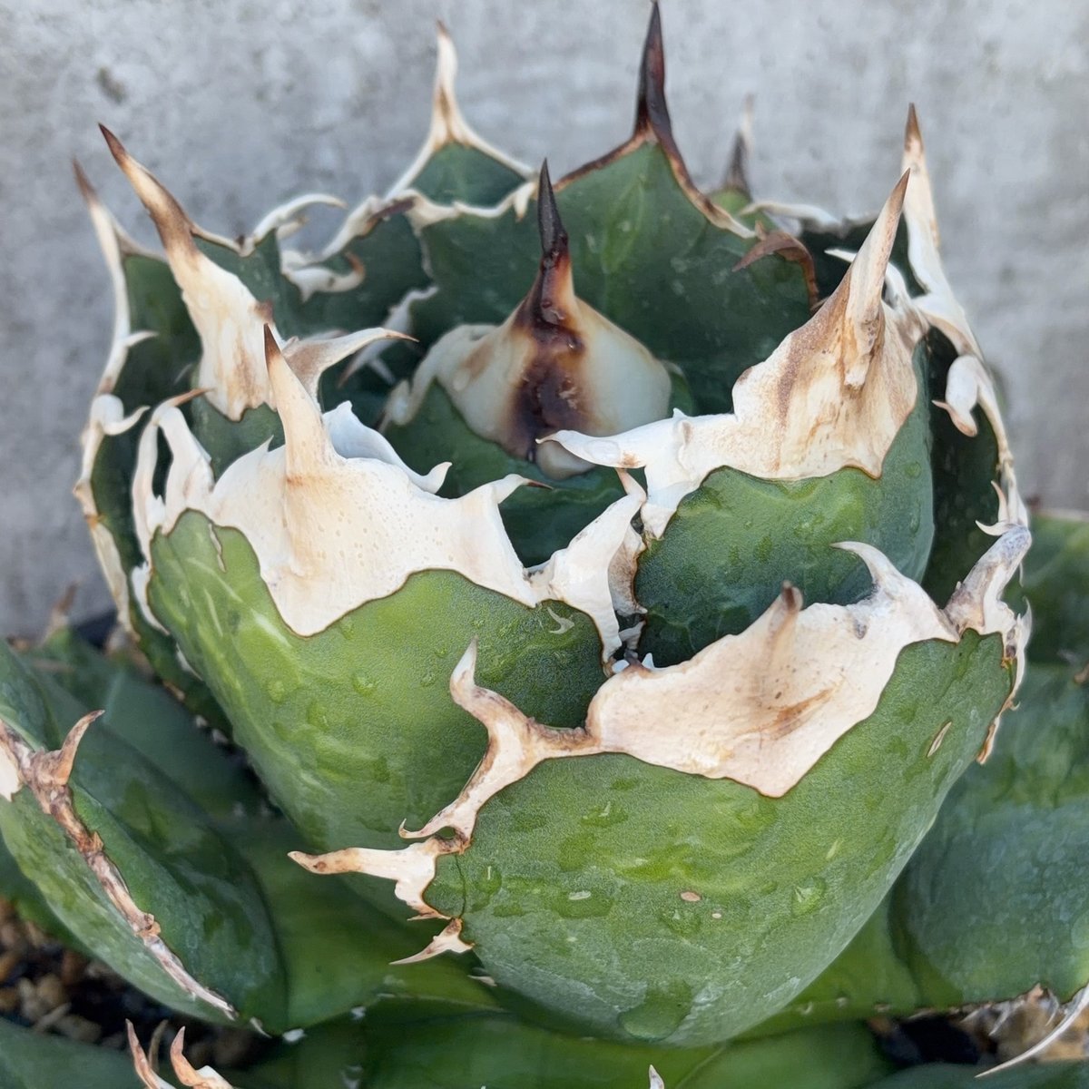 アガベ オテロイ オアハカ 現地球株 Agave oteroi “Oaxaca” field-