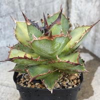 （BMP産）アガベ オテロイ Agave oteroi 選抜BMP01子株 鉢付き発送