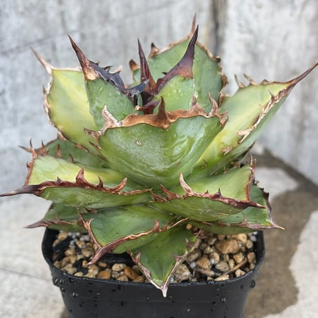 アガベオテロイ | STORES