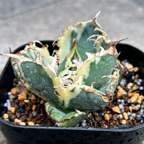 ◆アガベ！白鯨！NO.7◆ Amazon｜アガベ チタノタ 白鯨/Agave titanota 'White Whale