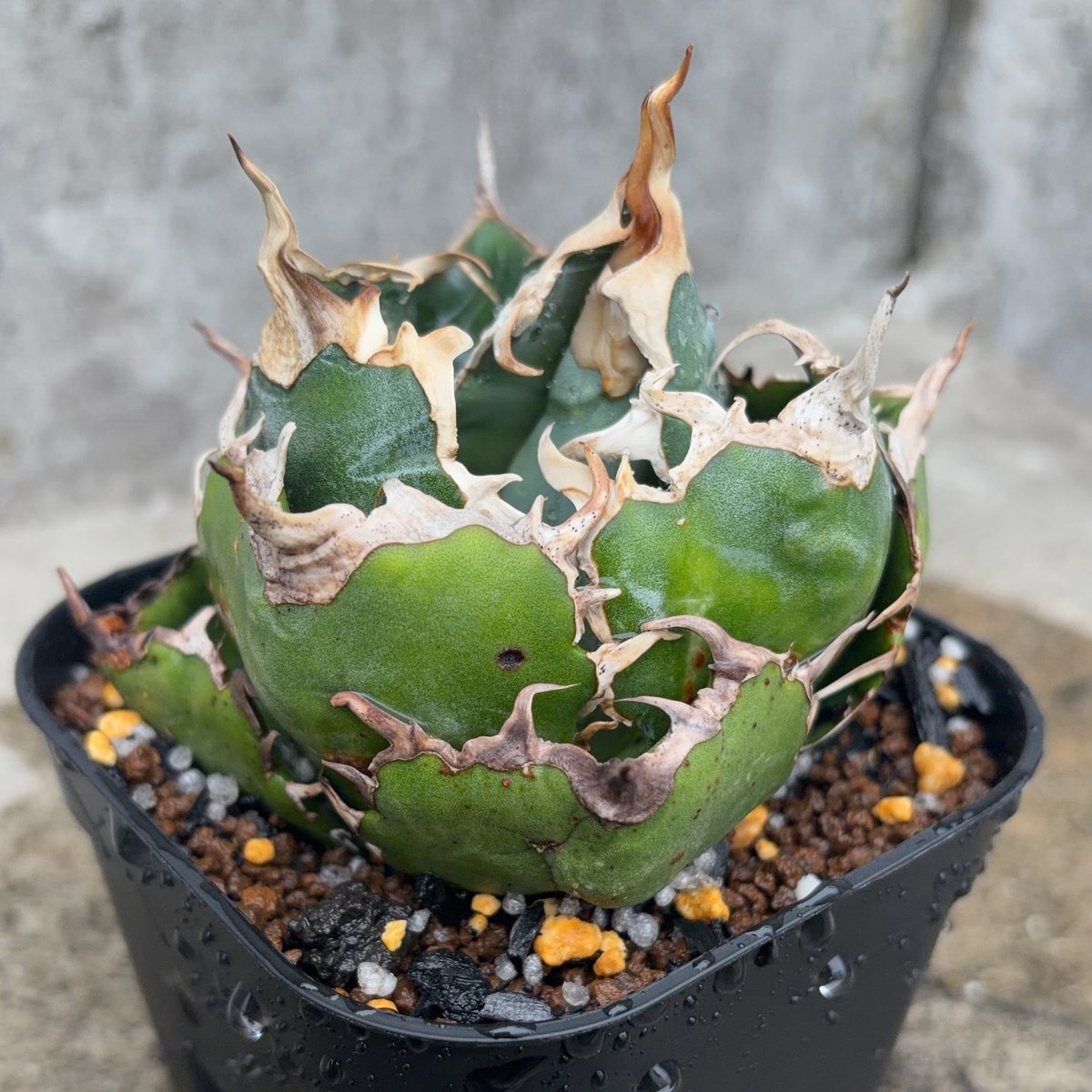 アガベチタノタ白鯨 Agave titanota 