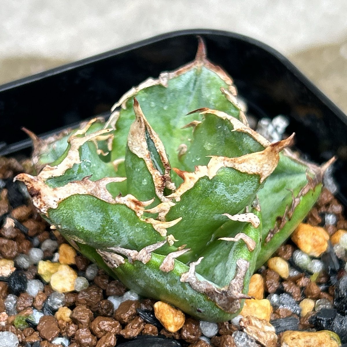 アガベチタノタ白豪棘 agave titanota White Fierce Spines鉢付