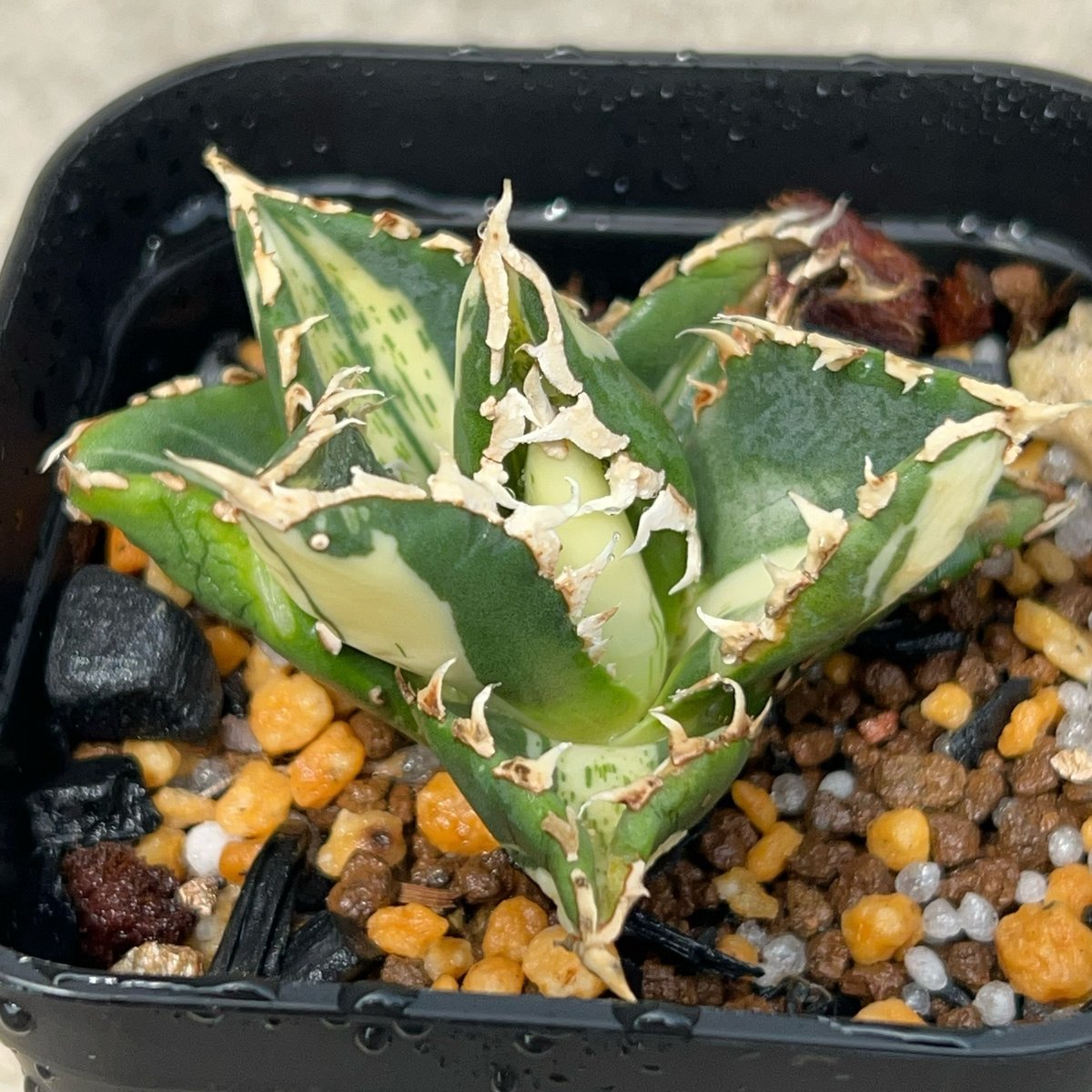アガベ オテロイ　狼人錦 アガベ チタノタ 狼人錦 中斑錦 Agave titanota were wolf White