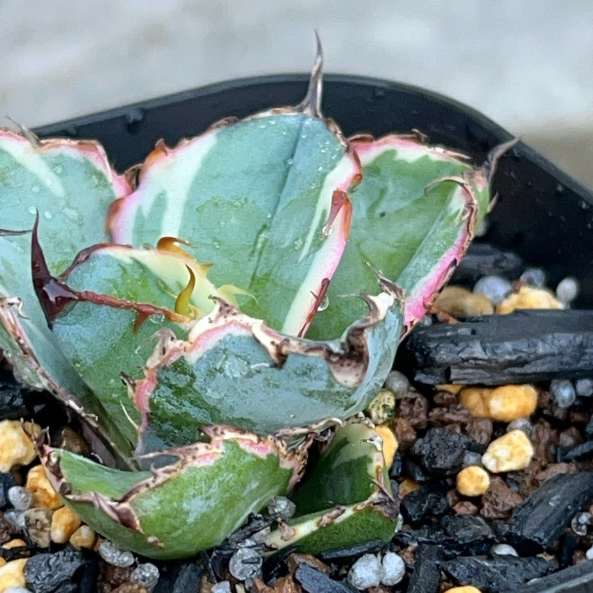 アガベ チタノタ ブラックアンドブルー 錦 白覆輪錦 Agave titanota Bla