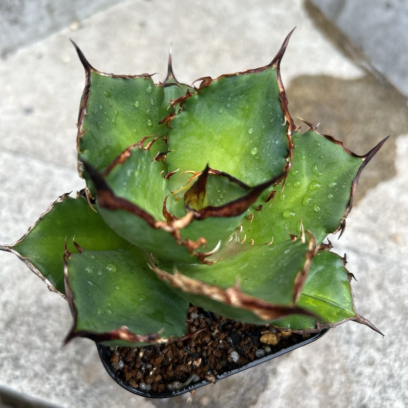 アガベ チタノタ シャークソード アガベ チタノタ シャークソード 