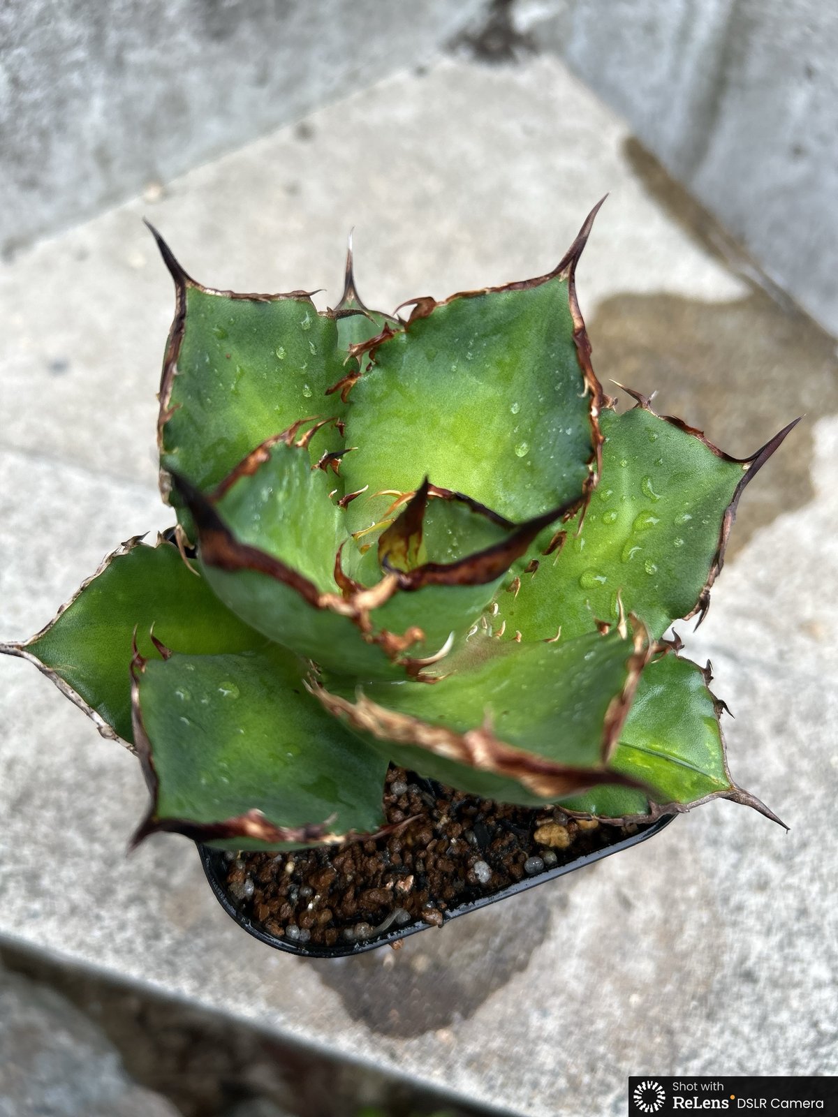 アガベ チタノタ シャークソード 鯊魚剣 鉢付き発送 | blackmonster