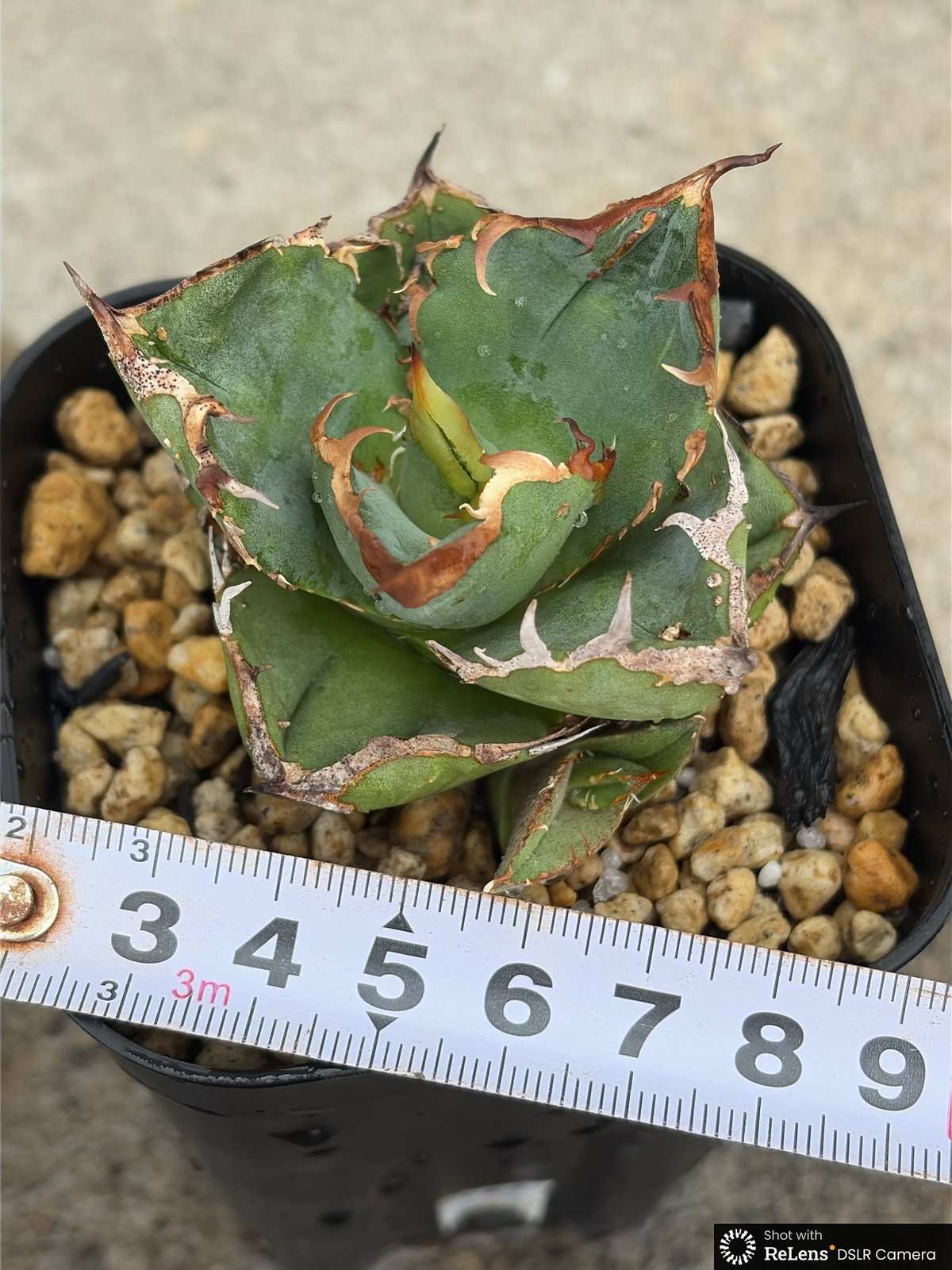 アガベチタノタ地勇星 子株付き Agave titanota “Chiyuusei” 鉢付き