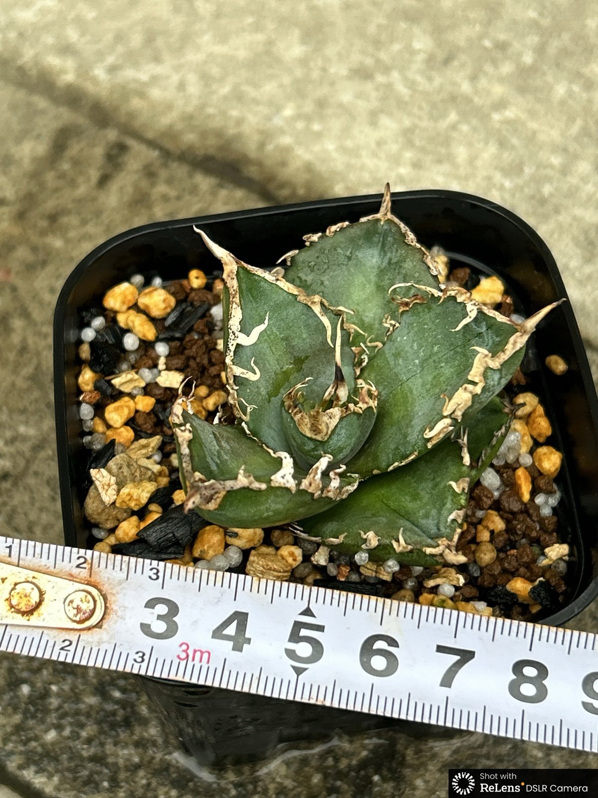 アガベチタノタコブラ眼鏡蛇　現品鉢ごと発送 アガベ チタノタ コブラ 眼鏡蛇 agave titanota cobra アガベチタノタ