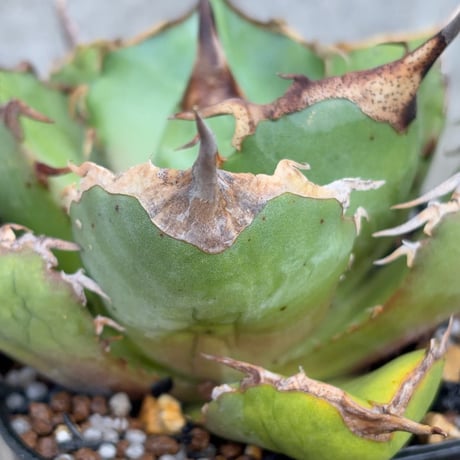 アガベオテロイオアハカ 子株付き Agave oteroi “Oaxaca”鉢付き発送