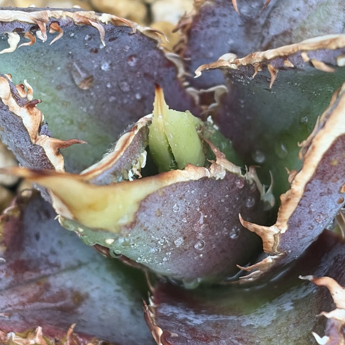 アガベ チタノタ 豆豆龍 Agave titanota totoro トトロ 鉢付き発送 |
