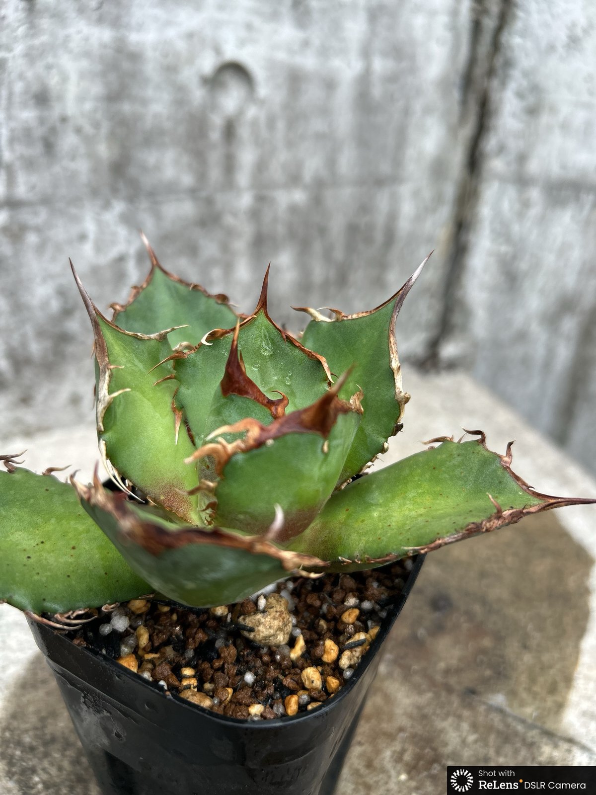 アガベ チタノタ FO-076 鉢付き発送 | blackmonster plants