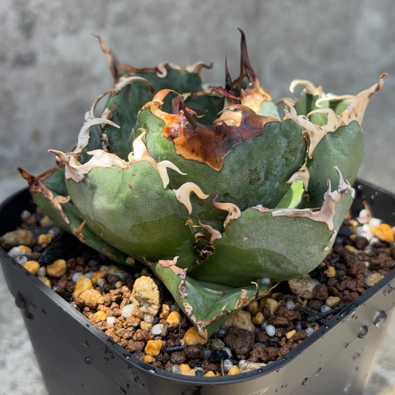 アガベチタノタ白鯨 Agave titanota 'White Whale'鉢付き発送 |