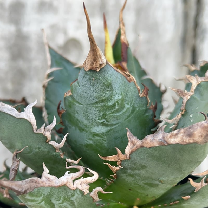 チタノタ 海王 アガベ アガベ チタノタ 海王 鉢付き発送 | blackmonster plants