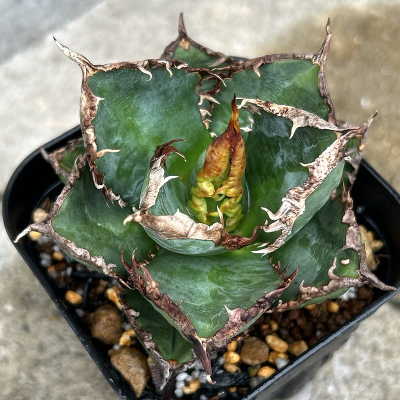 アガベ チタノタ 包心龍 Agave titanota Baoxinlong 鉢付き発送
