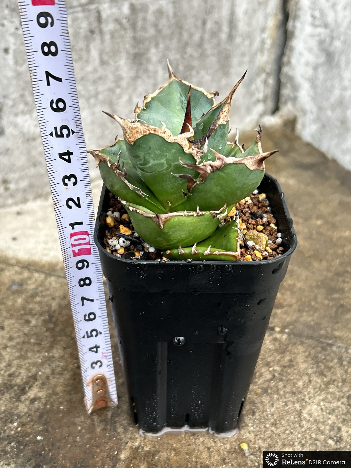 アガベチタノタ赤魔 agave titanota redghost 鉢付き発送 | blac