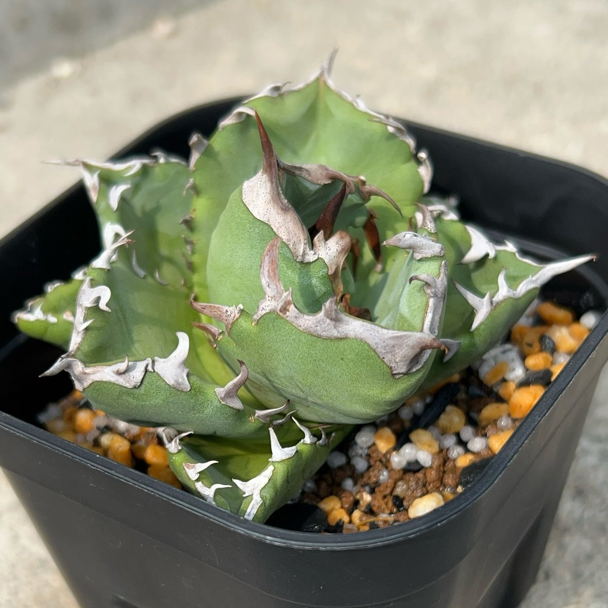 アガベ チタノタ プテラノドン 翼竜 楽天市場】現品◇アガベ チタノタ