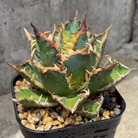 アガベ チタノタ レッドキャットウィーズル錦 地獄猫 赤猫錦 白覆輪斑   Agave Titanota  Red Catweezle White-covered Nishiki  鉢付き発送