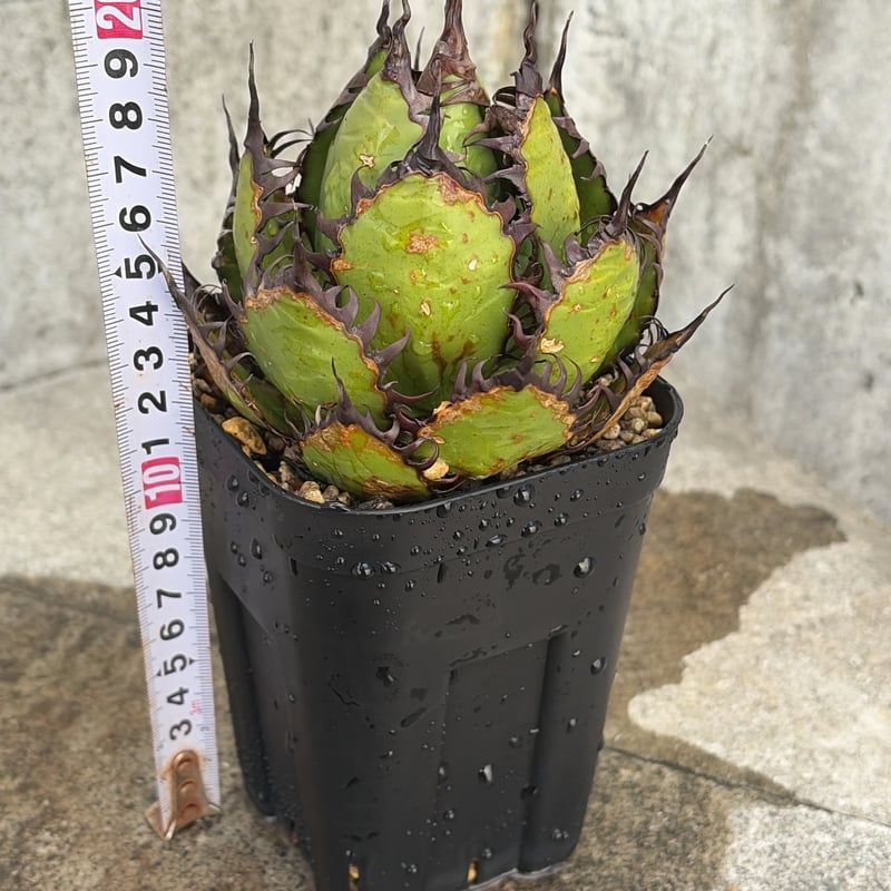 アガベ ホリダ Agave horrida 鉢付き発送 | blackmonster pla