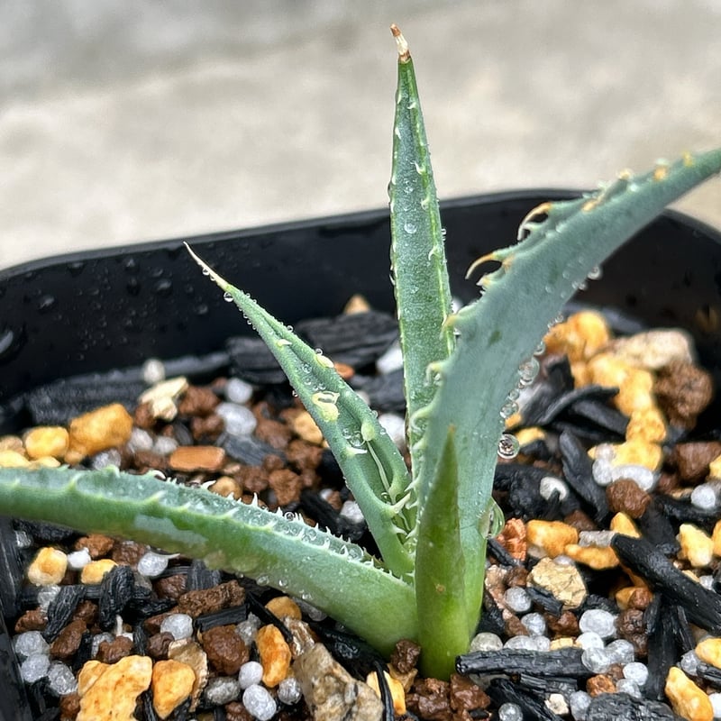 BMP産）アガベ ユタエンシス エボリスピナ 子株 Agave utahensis ebor