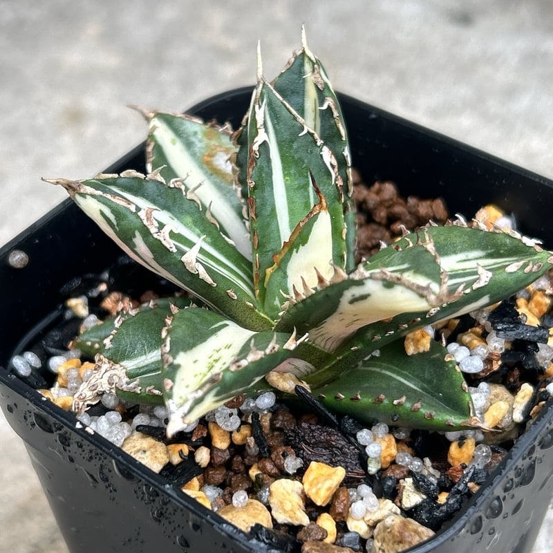 アガベ チタノタ 狼人錦 中斑錦 Agave titanota were wolf White