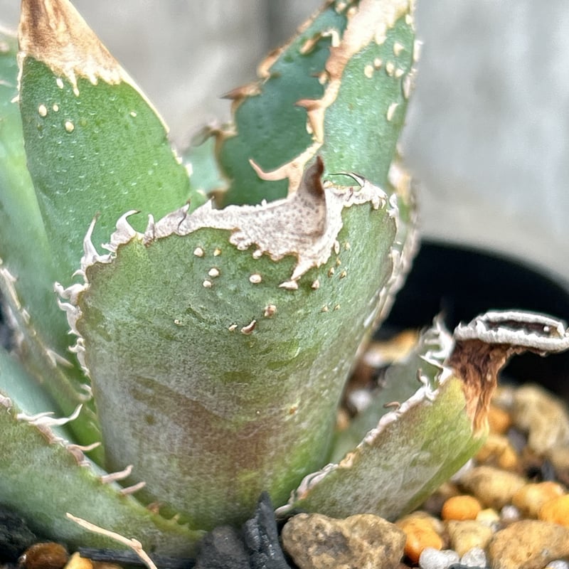 アガベ チタノタ 豆豆龍 Agave titanota totoro トトロ 鉢付き発送 |