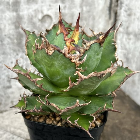 アガベシーザー | STORES