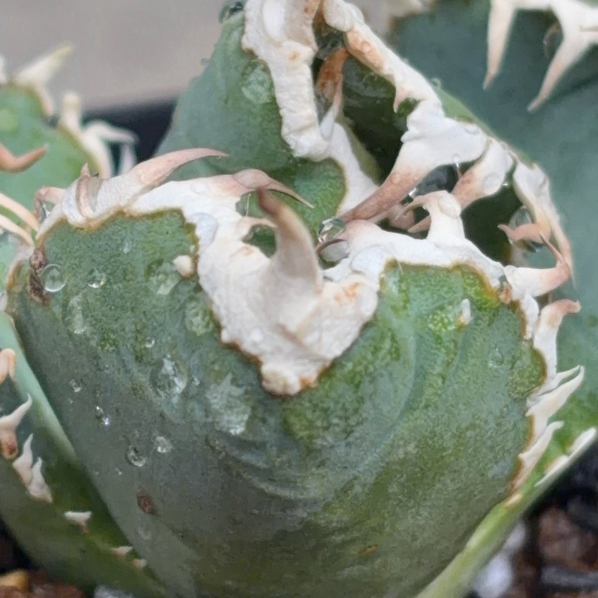 アガベ チタノタ 白豪棘 子株3付き Agave titanota byakugoushi鉢