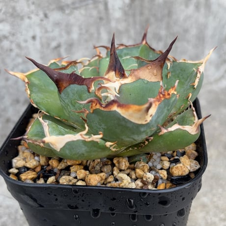 blackmonster plants