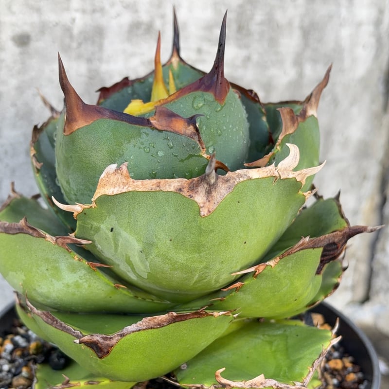 jaga be　アガベ アガベ ジャガーノート 純血 鉢付き発送 | blackmonster plants