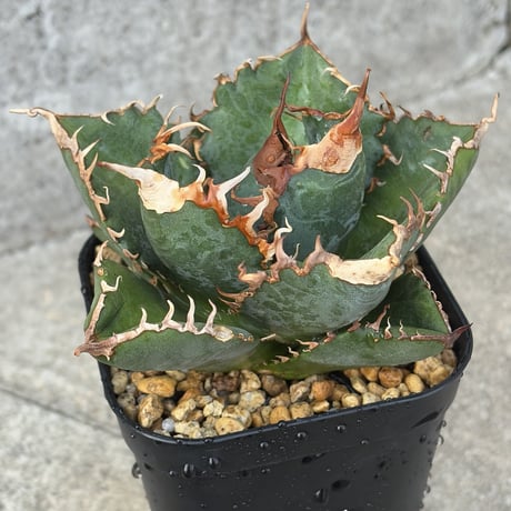 悪魔くん | STORES