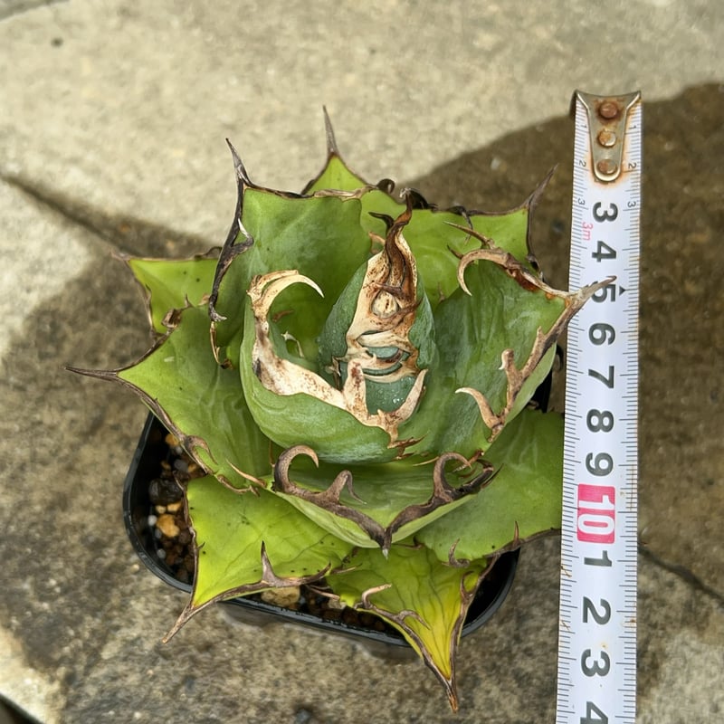 アガベチタノタオアハカ agave titanota oaxaca鉢付き発送 | black