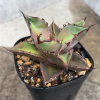 アガベ チタノタ ブラックアンドブルー 錦 白覆輪錦 Agave titanota Bla