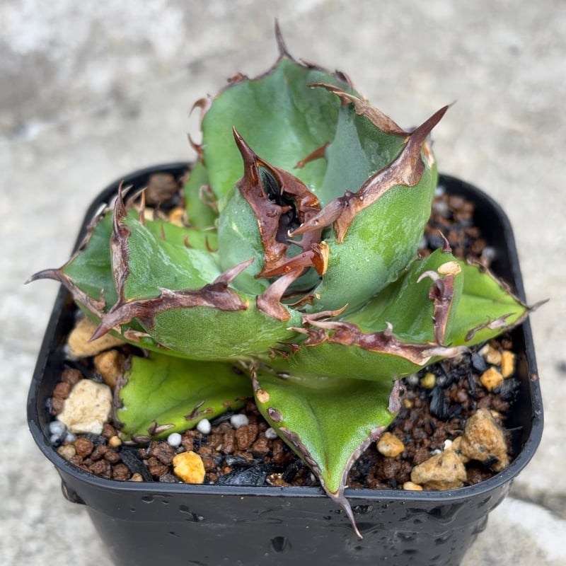 アガベ チタノタ翼竜 Agave titanota Pteranodon 鉢付き発送 |