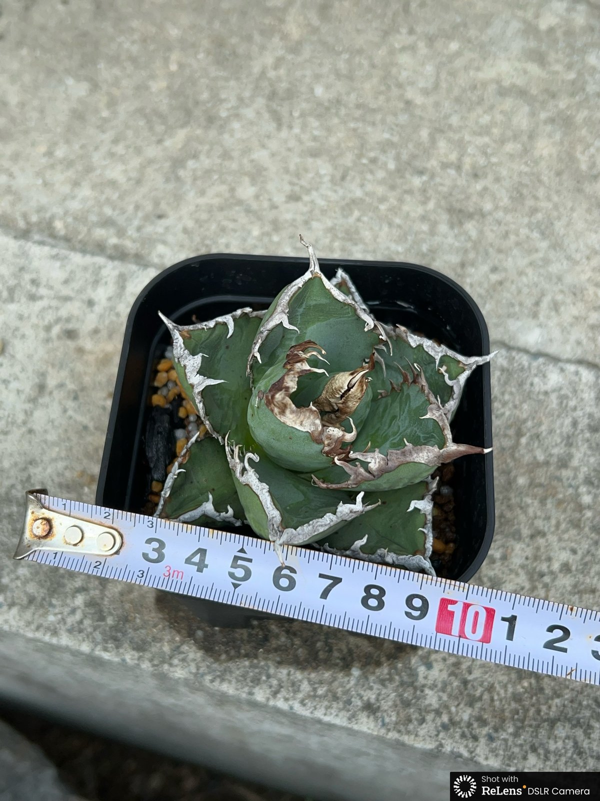 アガベ チタノタ 包心龍 Agave titanota Baoxinlong 鉢付き発送 アガベ チタノタ 包心龍 Agave titanota Baoxinlong 鉢付き発送